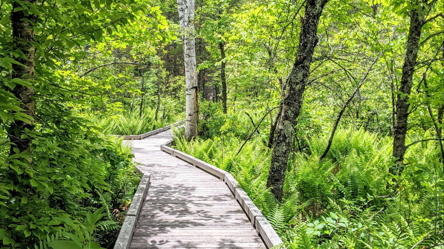 Eshqua Bog boardwalk