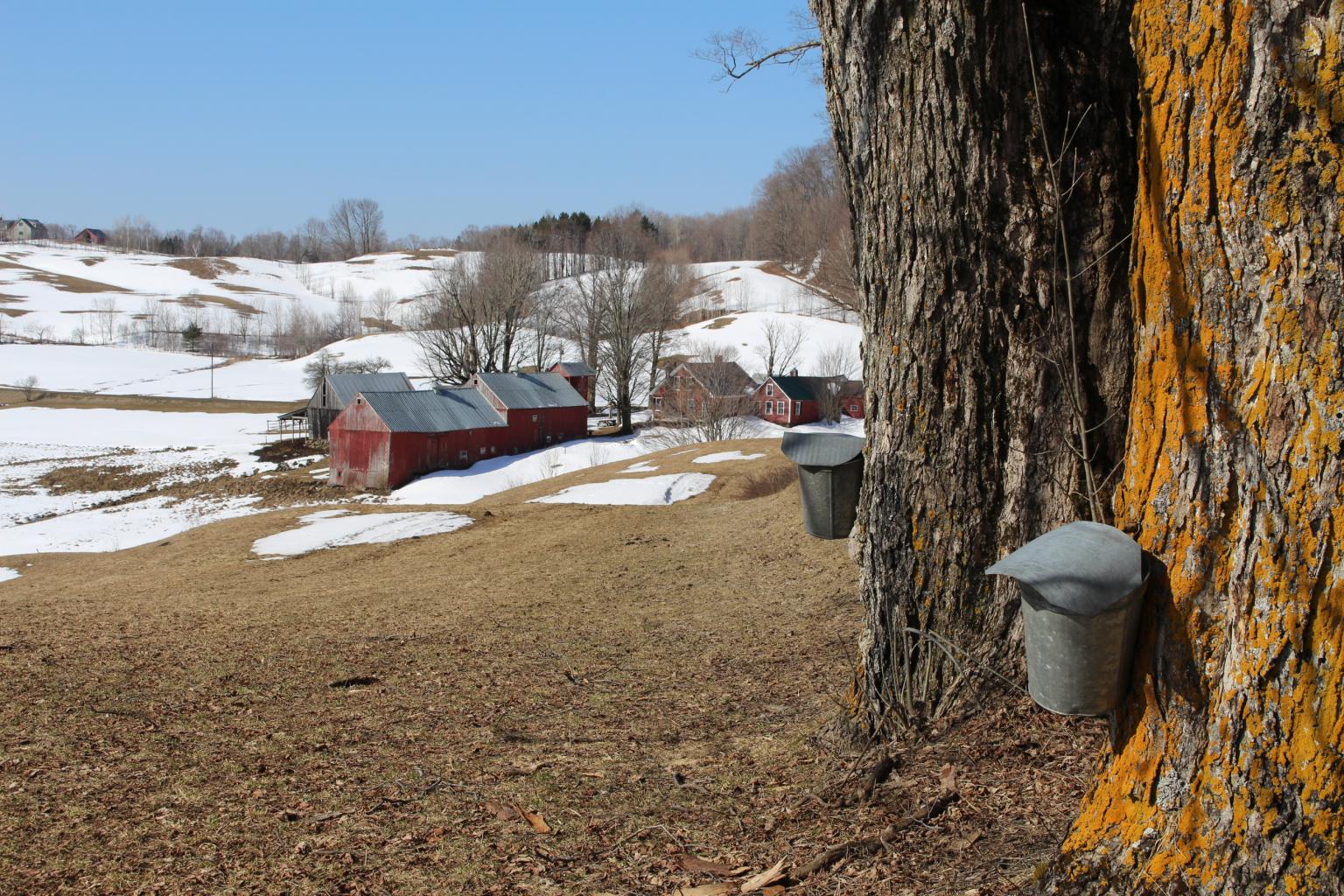 Maple Syrup, Made with Love Woodstock VT