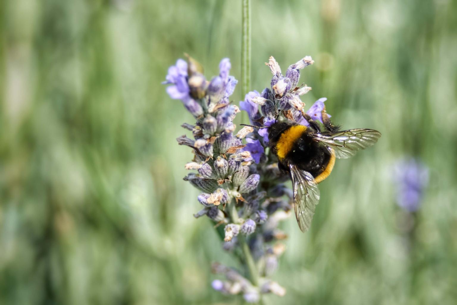 Bee on flower