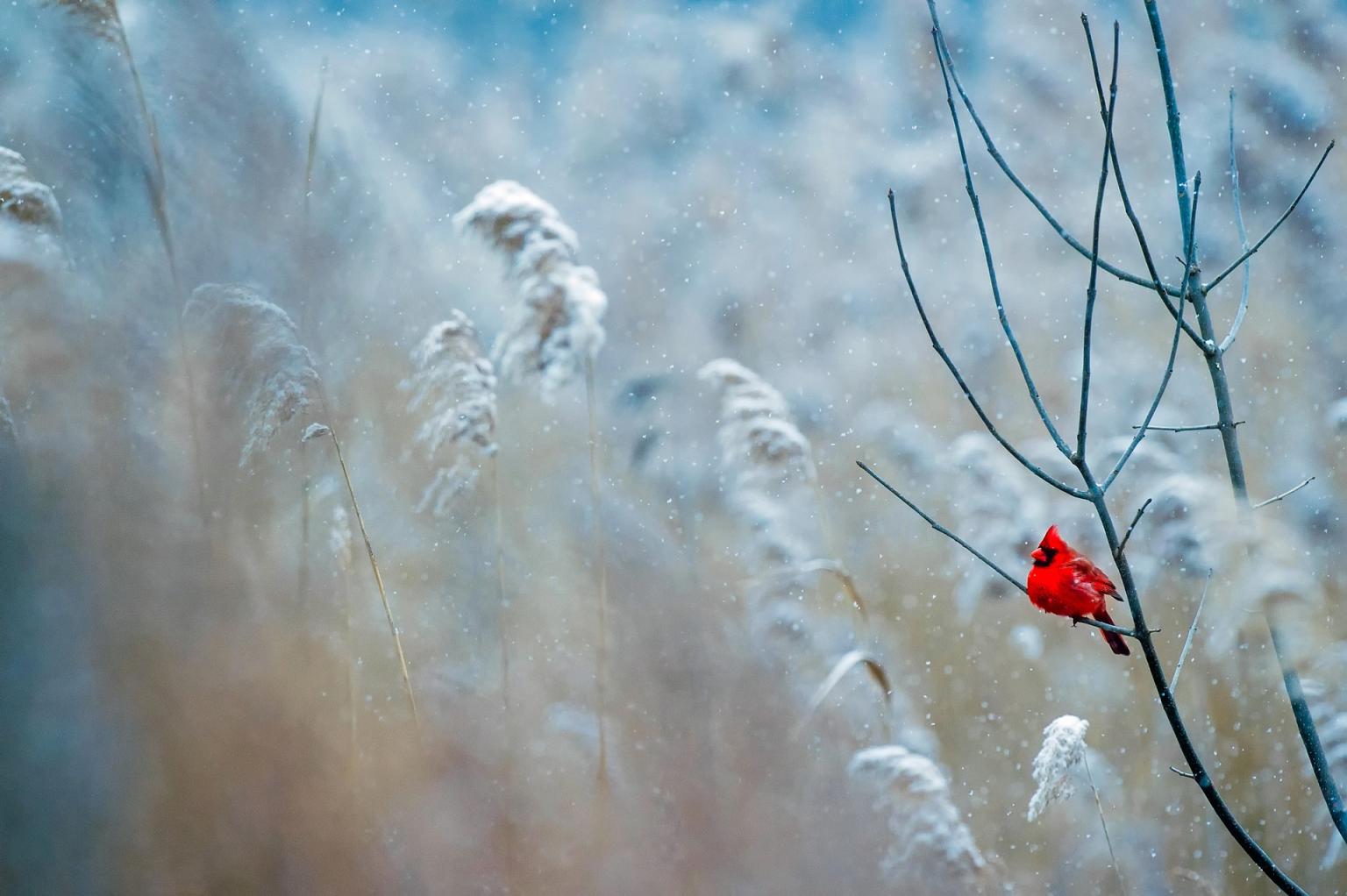 Cardinal in winter