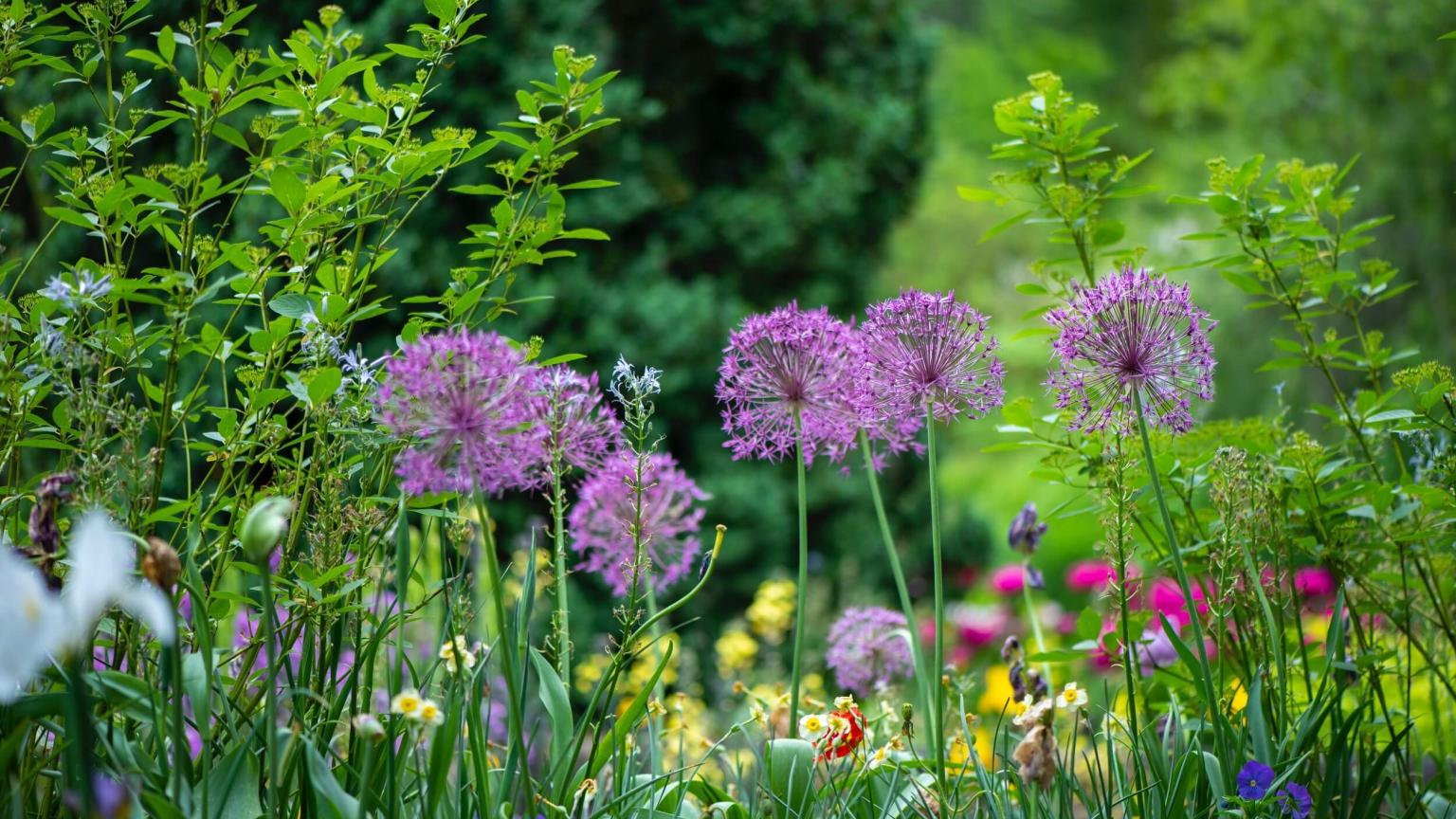 Summer flowers