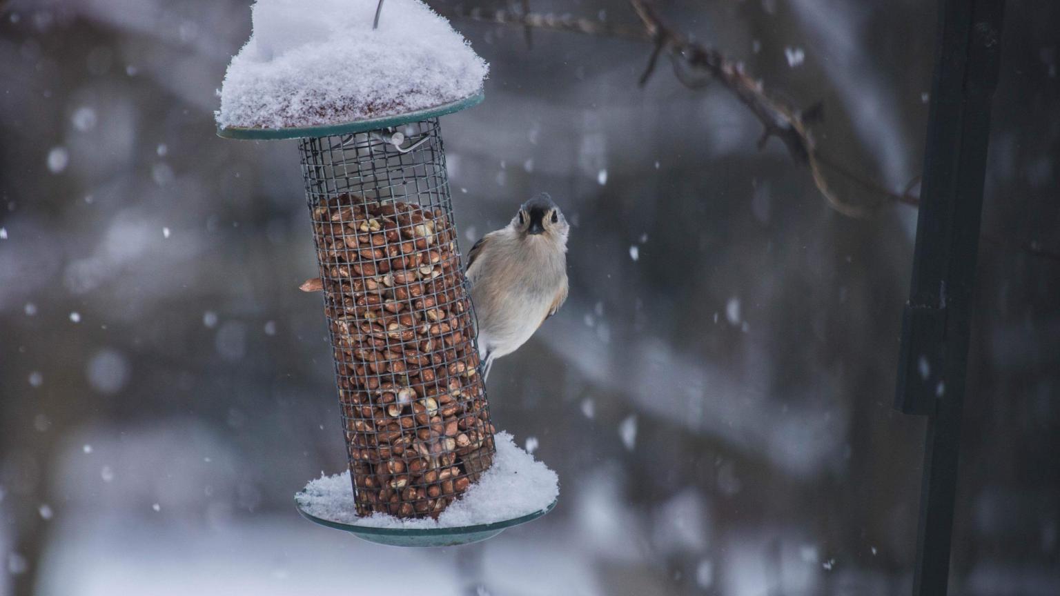 Winter bird birdfeeder