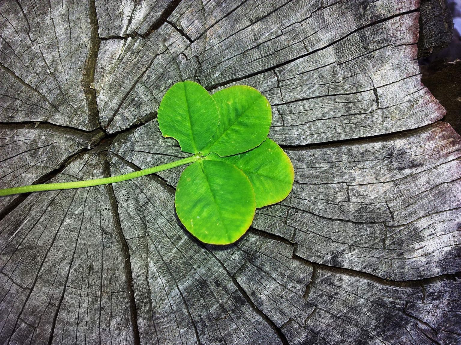 Four leaf clover St Patrick's Day