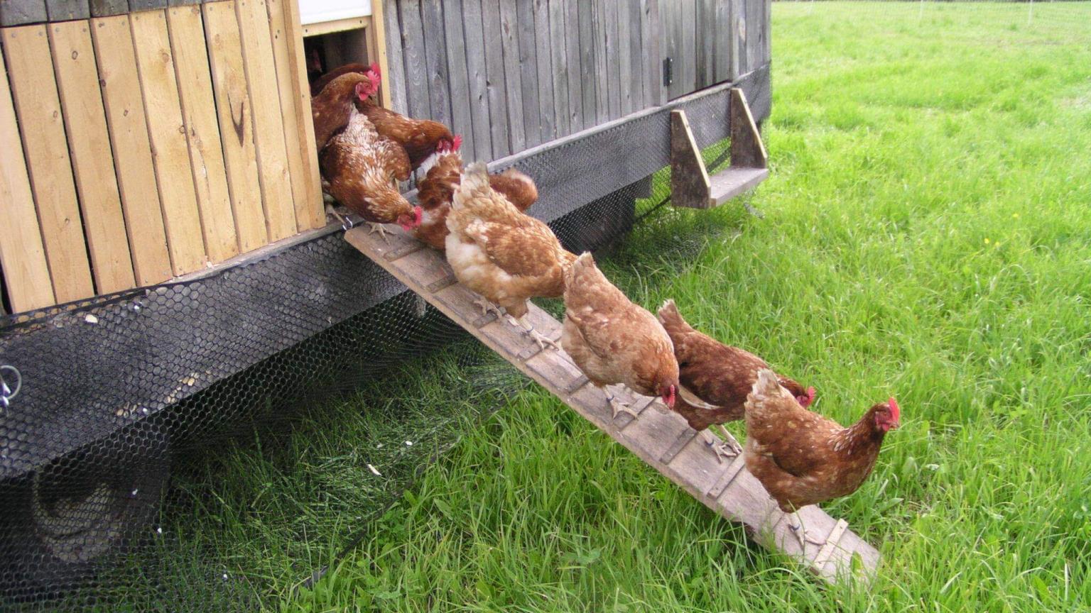 Kiss the cow chickens