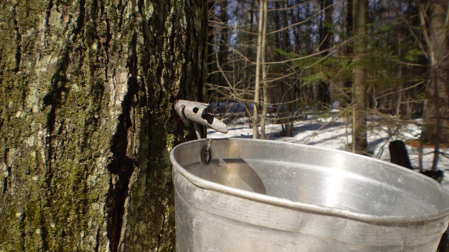 maple taps sugaring