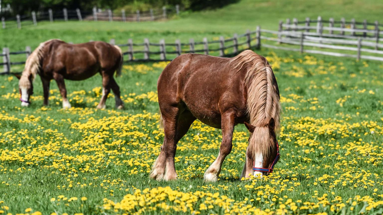 Billings Farm horses in spring/summer