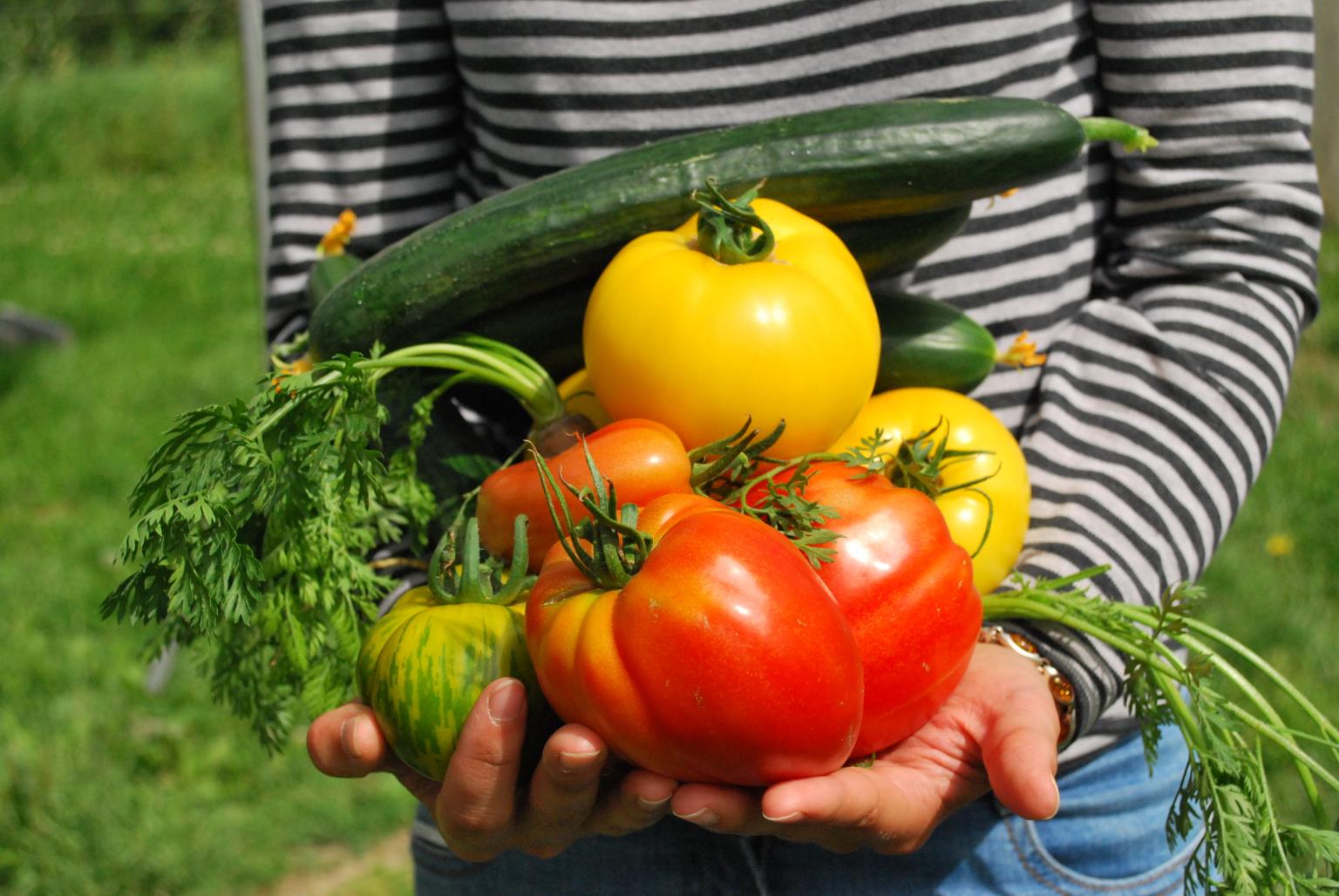 Armful of Garden Vegetables