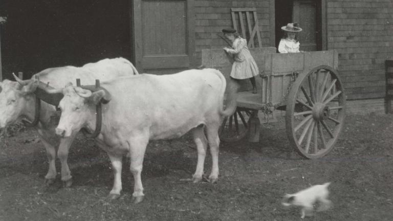 Oxen and children 1901 at Billings