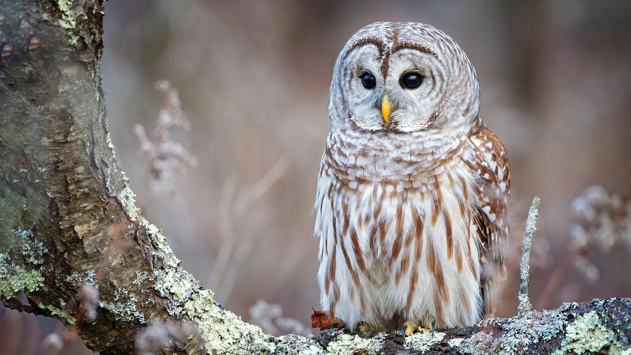 Weekend Fun: An Owl Festival, cardboard box derby, art camp, fat bike races, & more | Woodstock VT Weekend Fun: An Owl Festival, cardboard box derby, art camp, fat bike races, & more | Woodstock VT