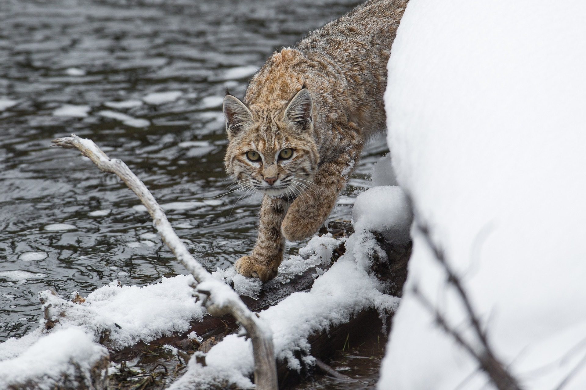 Bobcat in snow