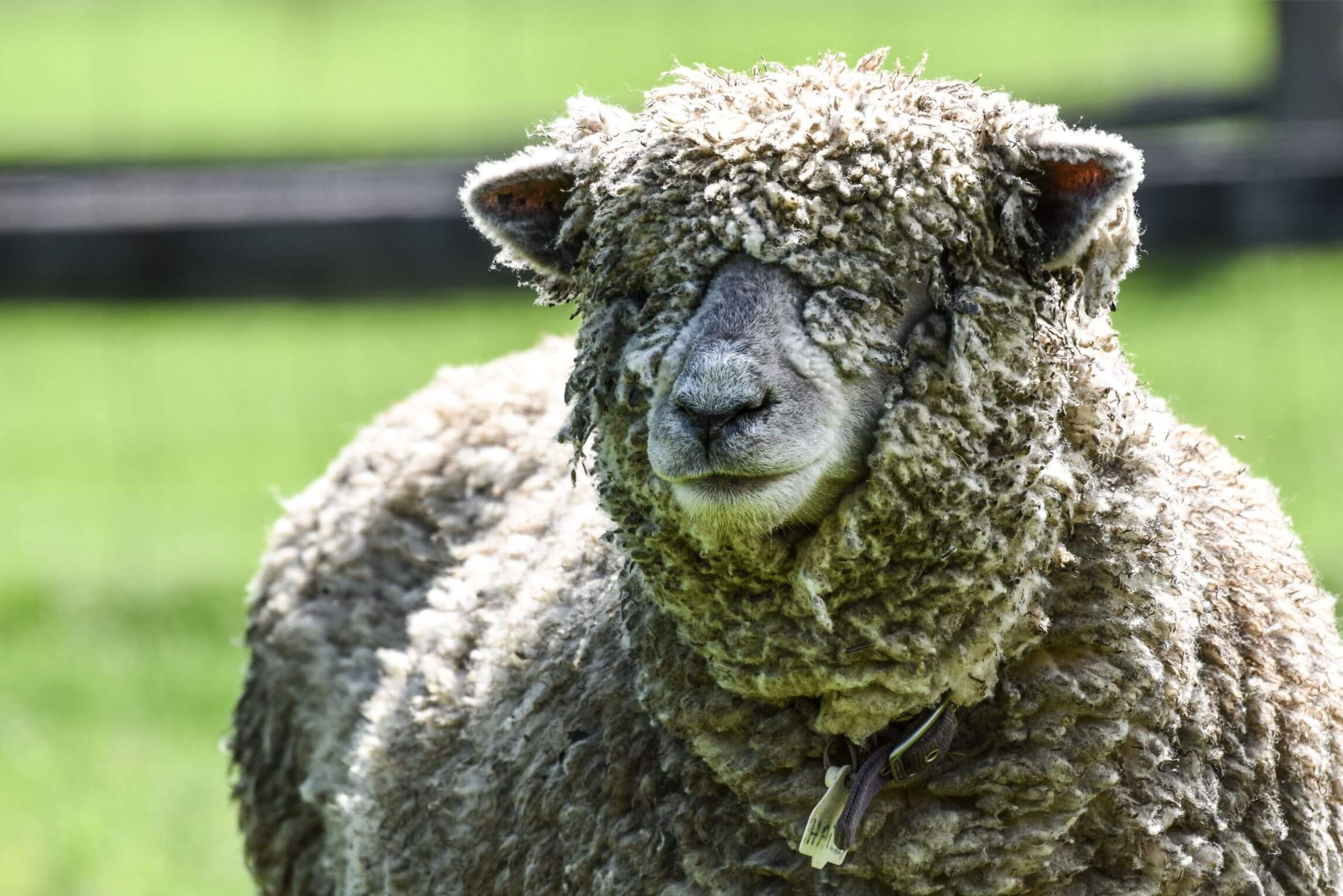 Sheep at Billings Farm & Museum