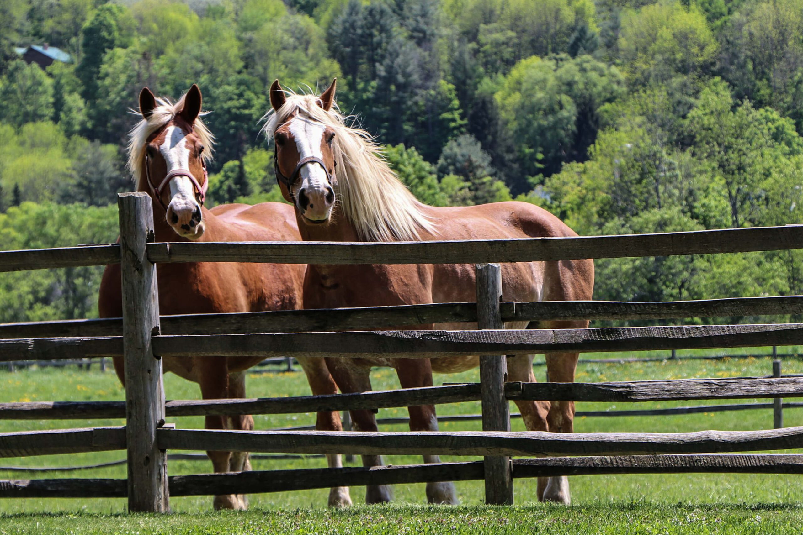 Horses at Billings Farm in summer