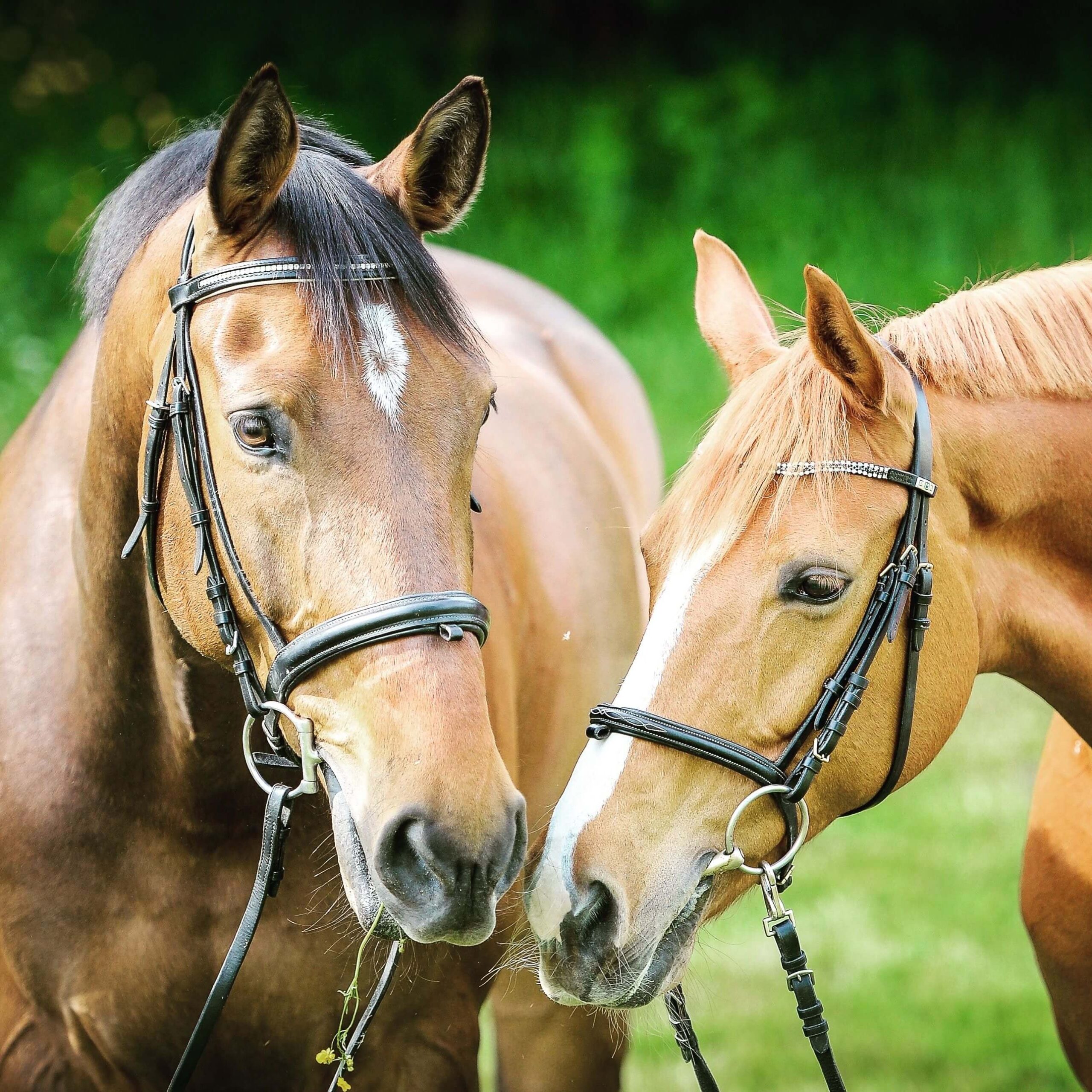 Horses with bridles