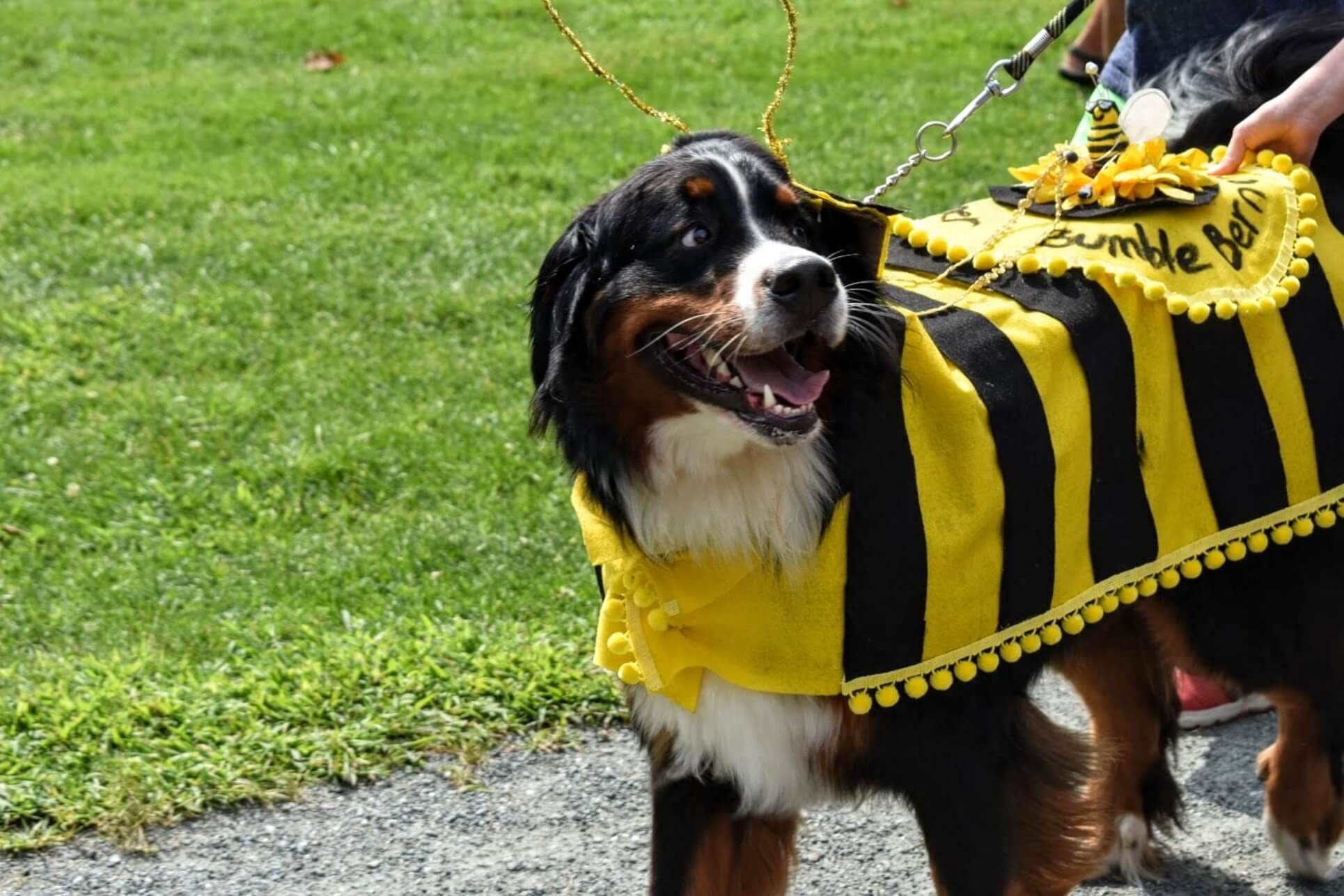 Pooches and puppies on parade 2018