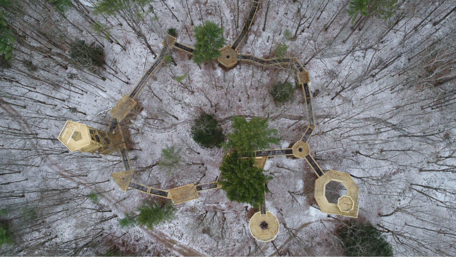 VINS forest canopy walk in winter