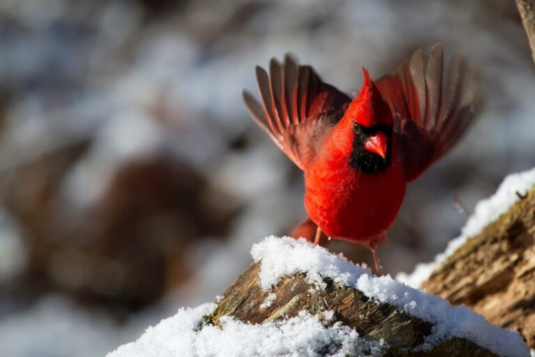 Cardinal in winter