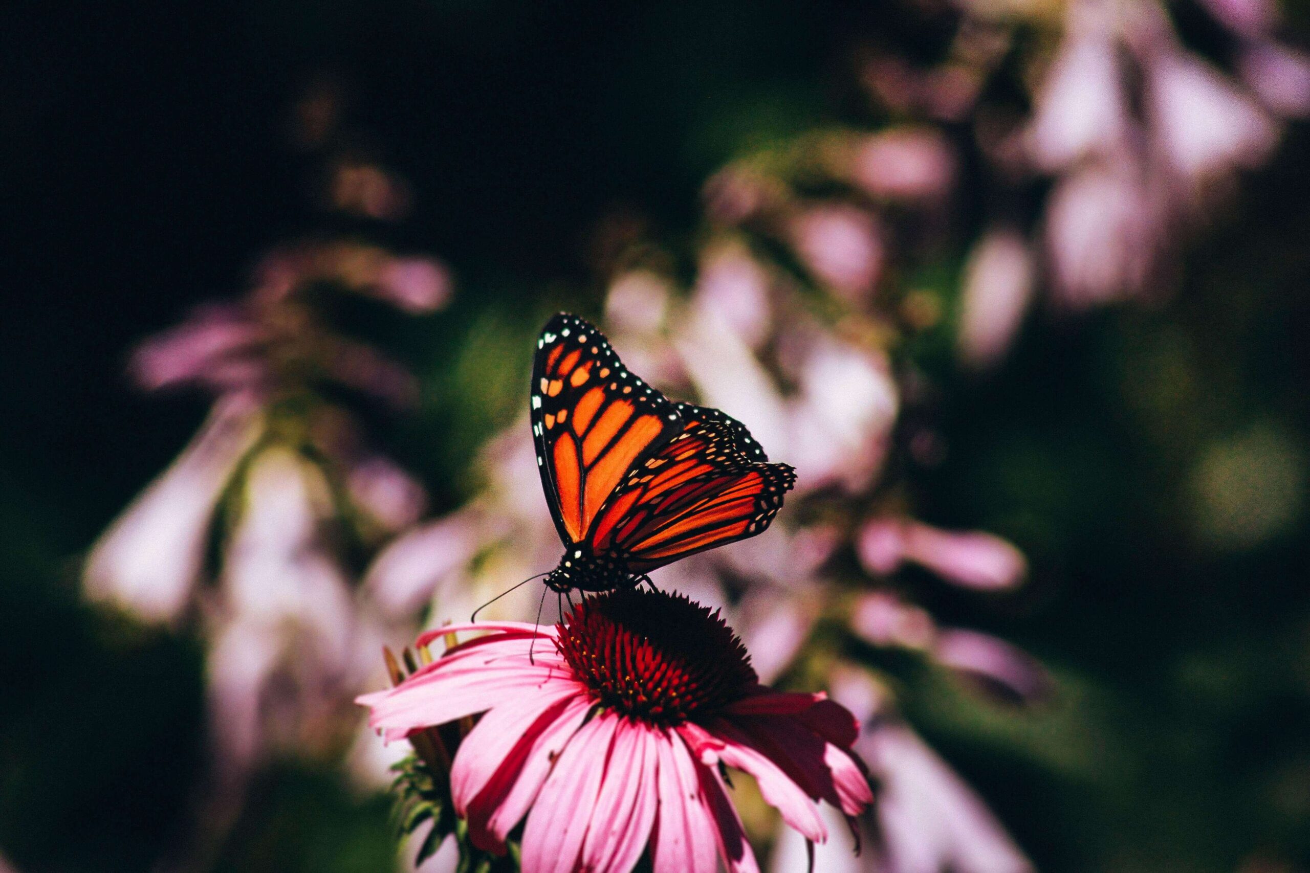 Monarch butterfly