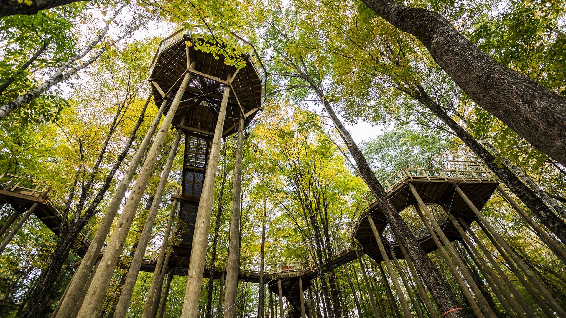 VINS Forest Canopy Walk from below