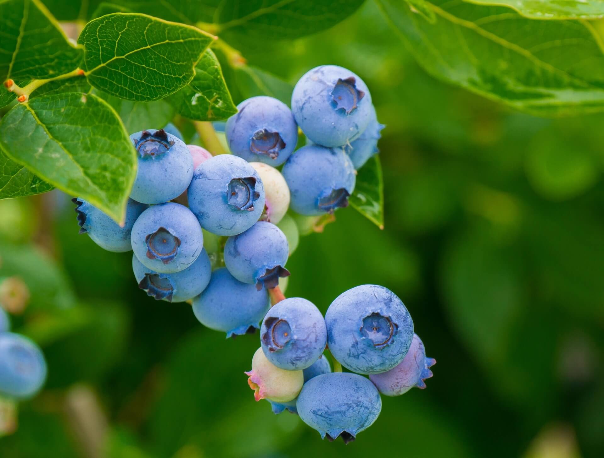 Blueberries on bush