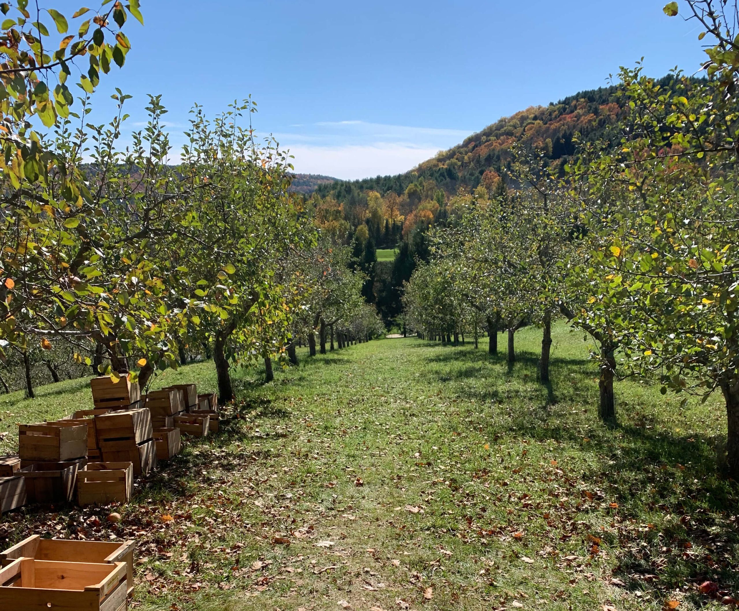 apple orchard
