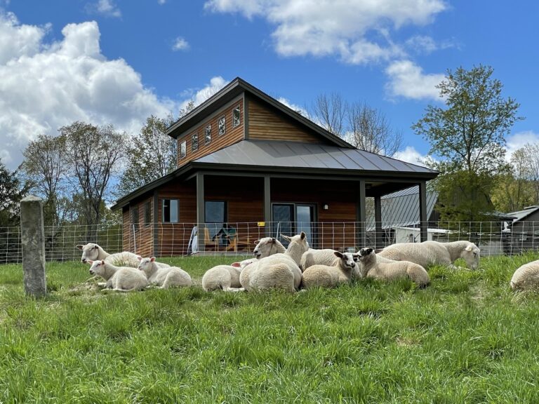 Sheep in front of cabins