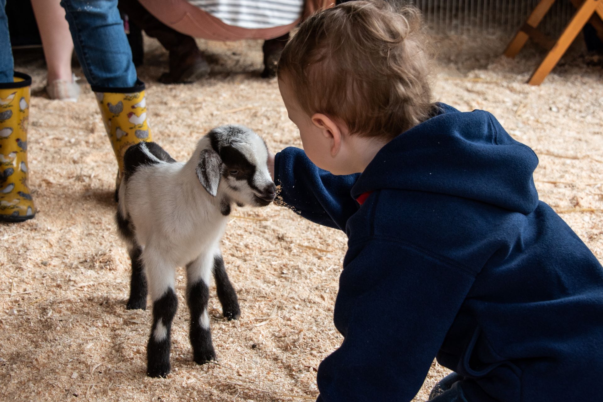 A boy petting a baby goat