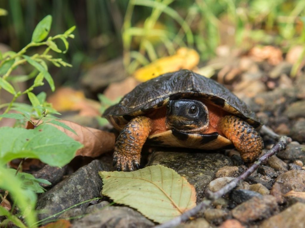 Wood Turtle