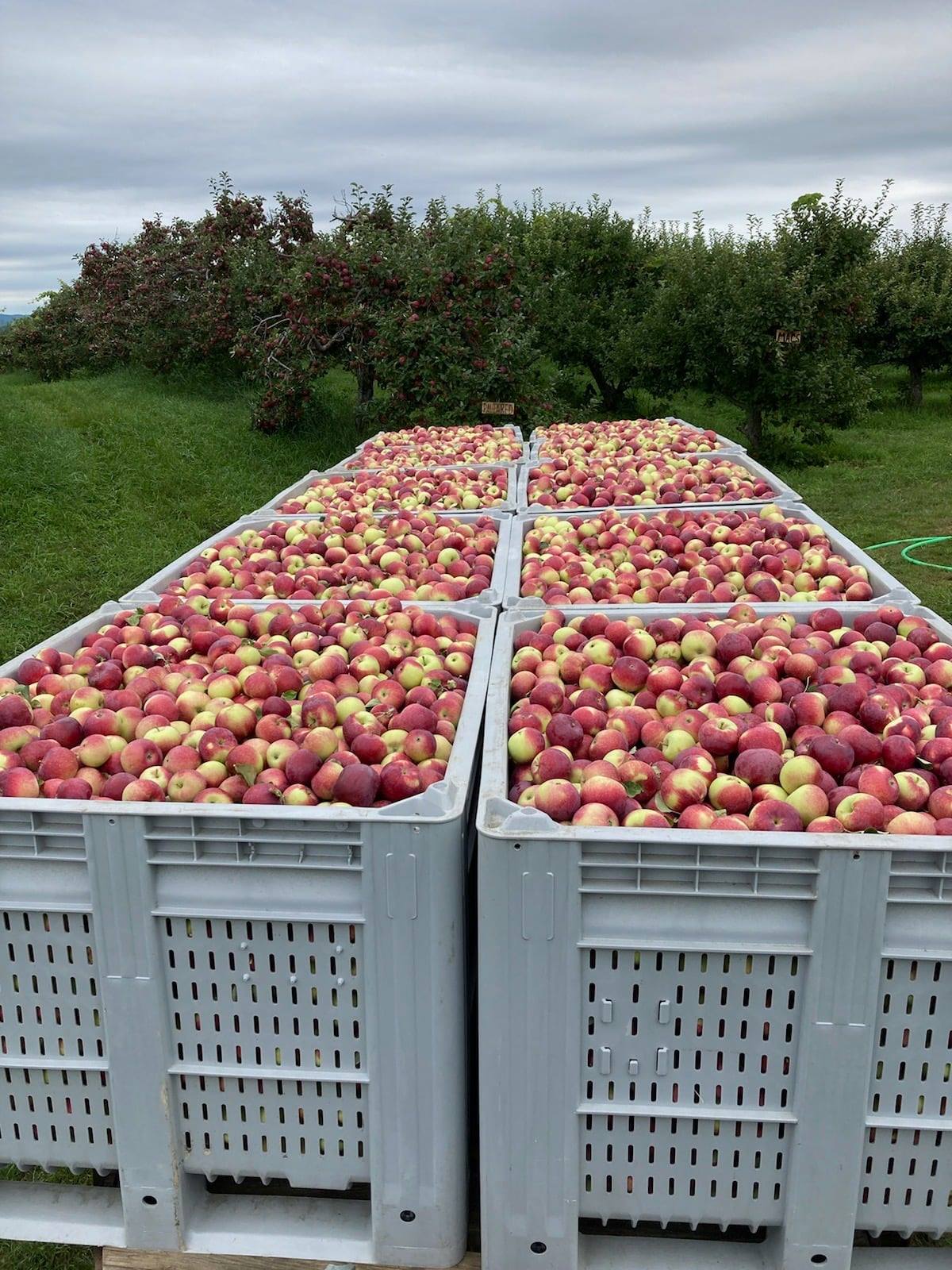 Large crates full of apples