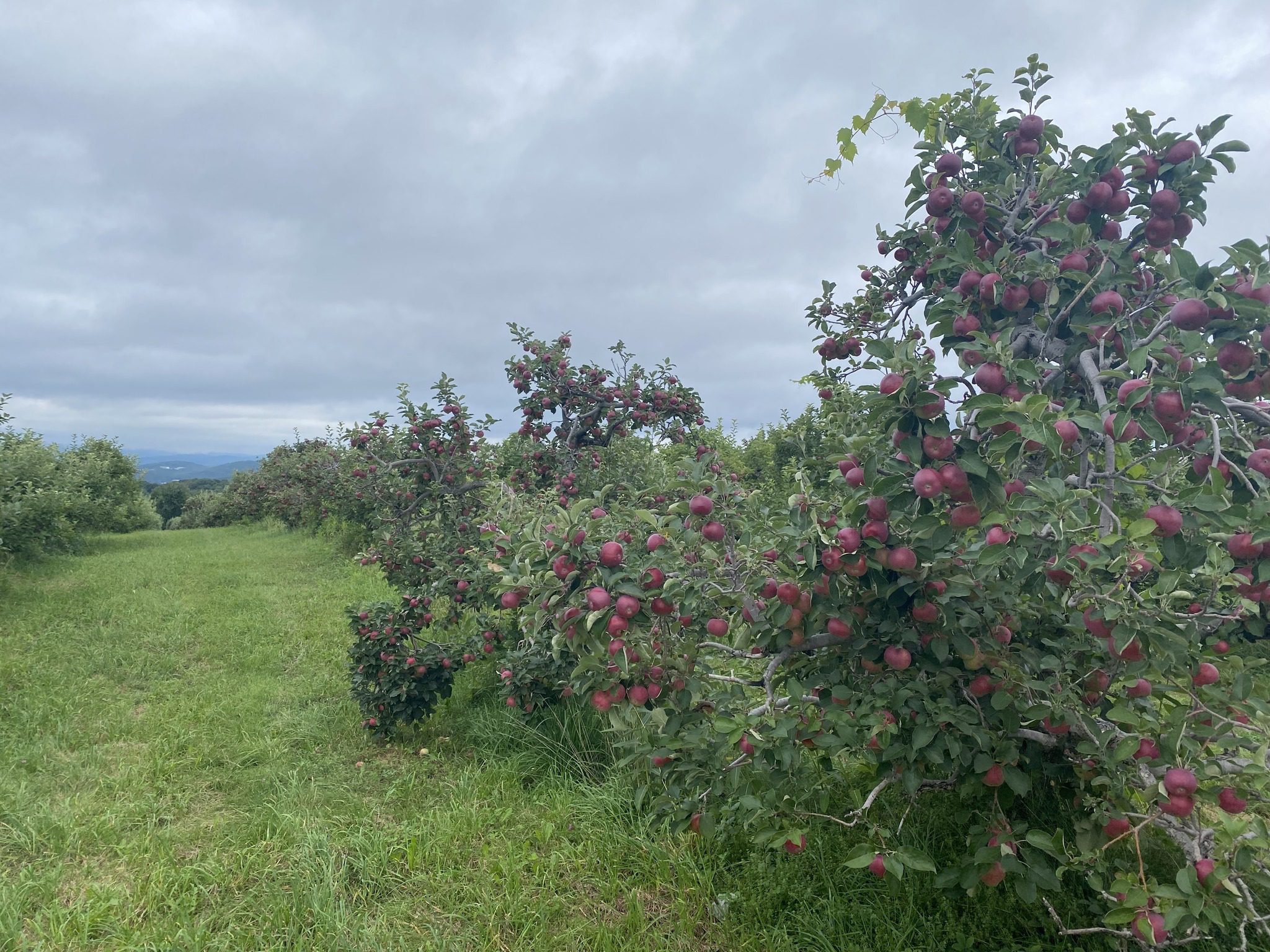 Apples growing at patch orchards