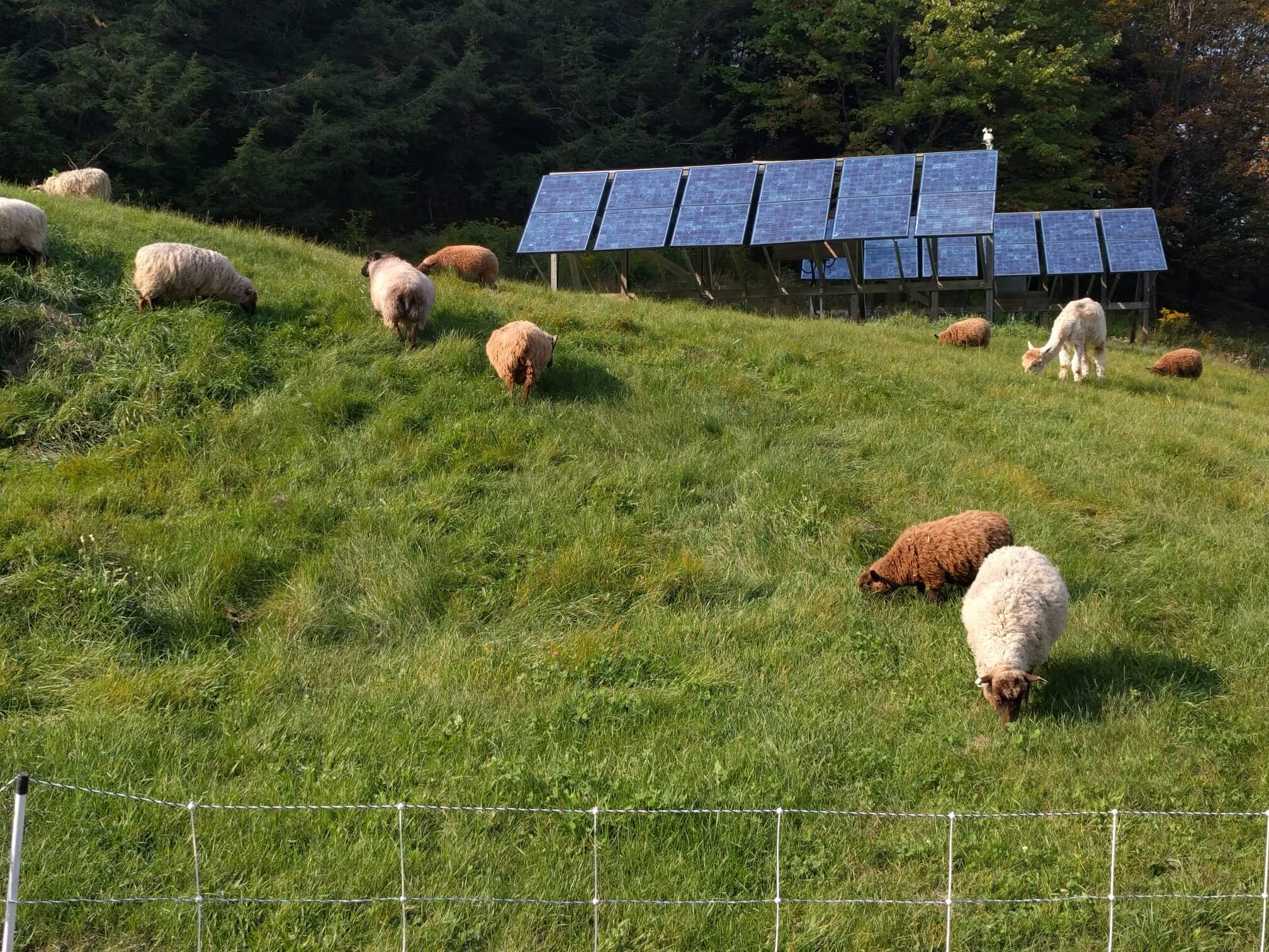 Sweetland Farm livestock