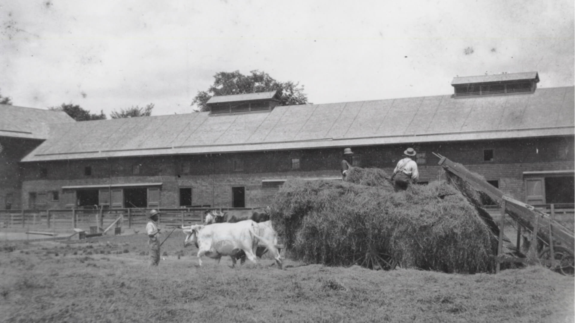 Billings Oxen hay c. 1900