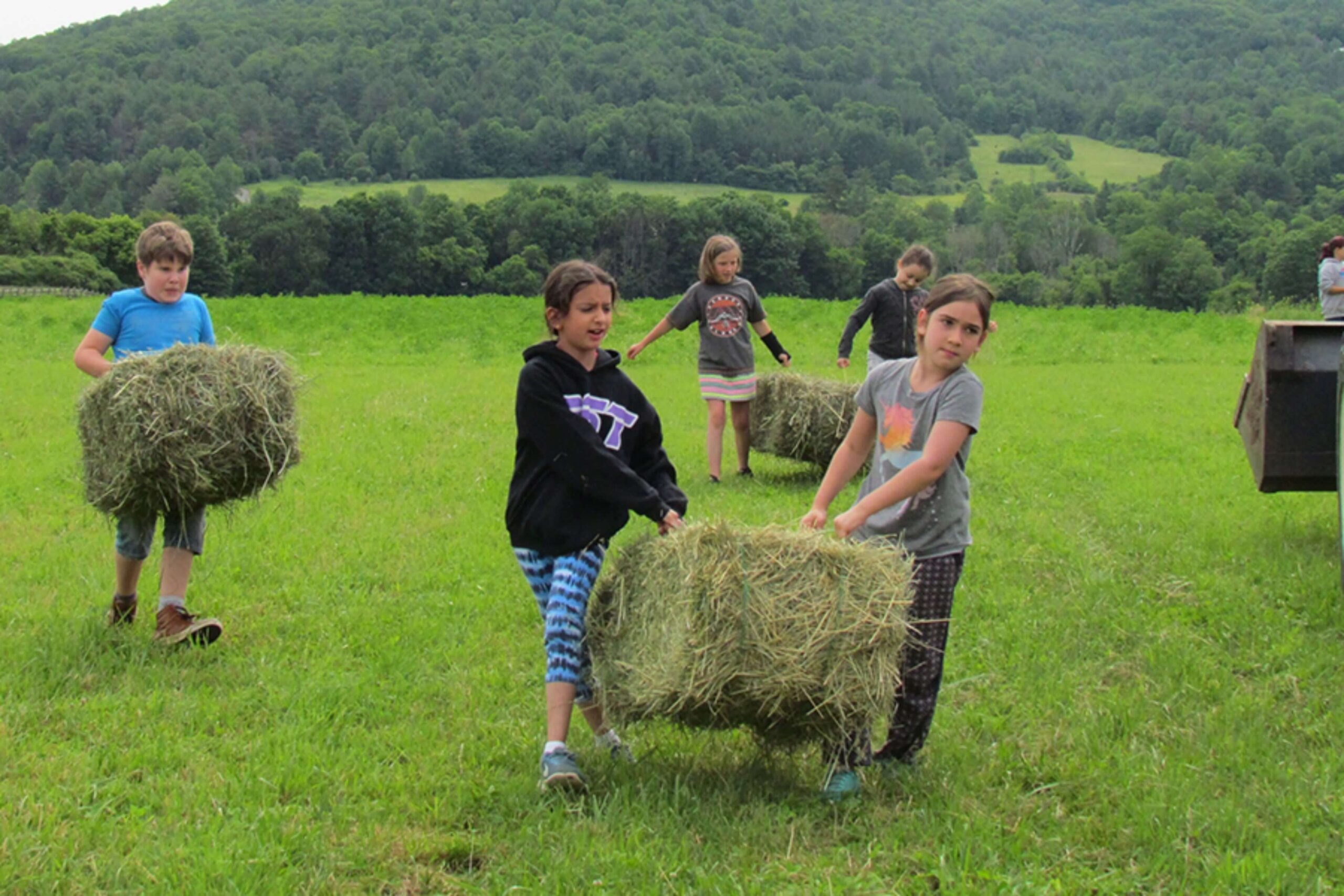 Billings Farmer camp hay