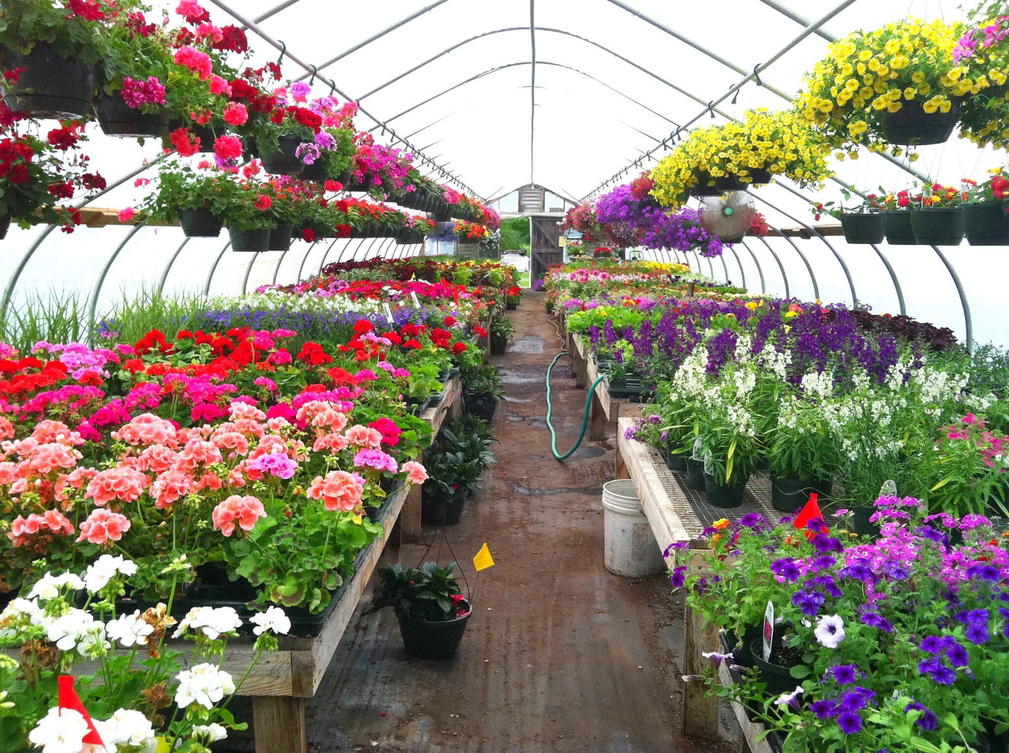 Greenhouse Flowers from Crossroad Farm