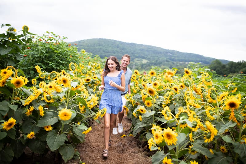 Sunflower garden at Billings Farm in Woodstock, VT.