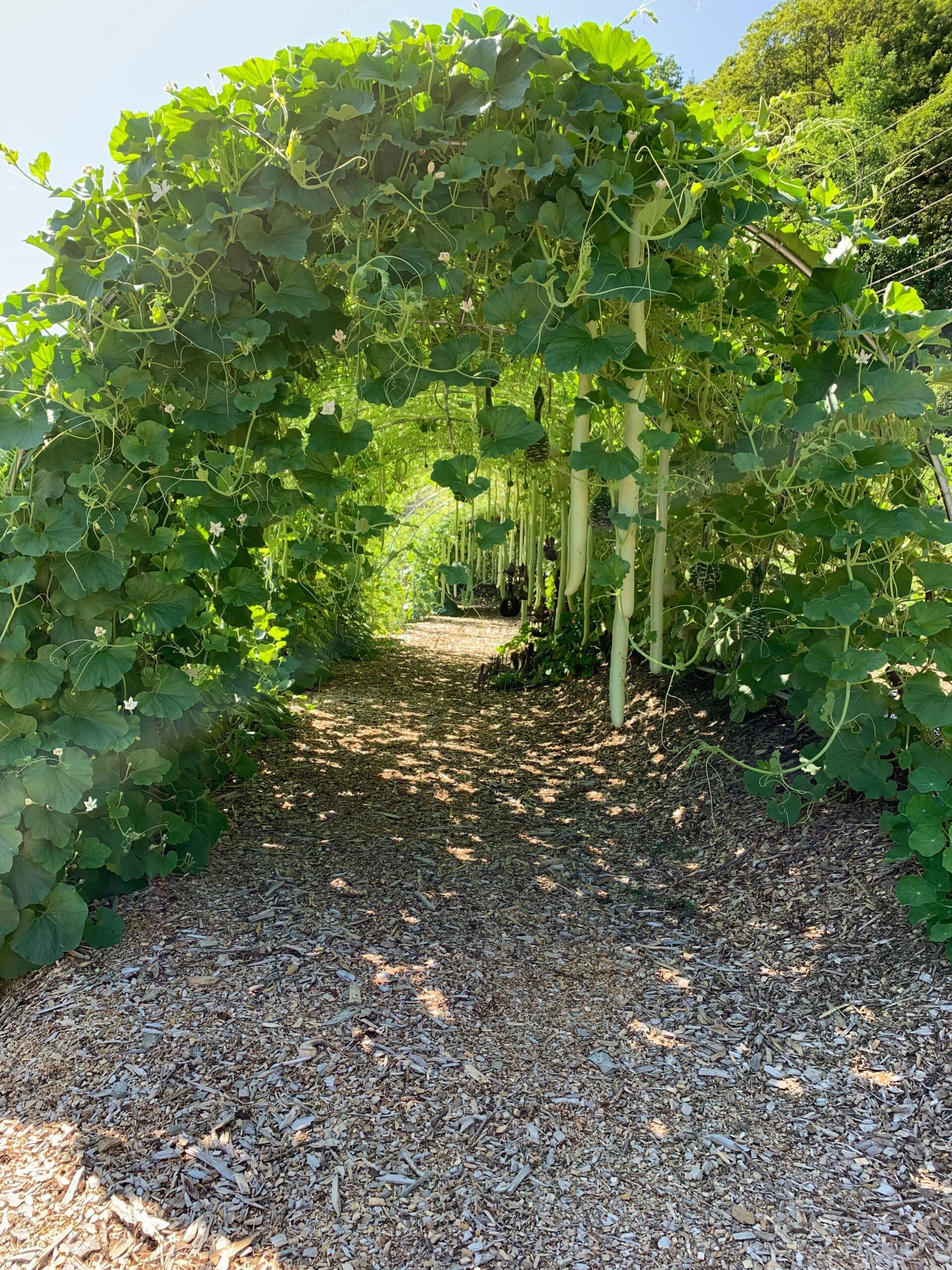 Gourd Walk Kelly Way Gardens Summer
