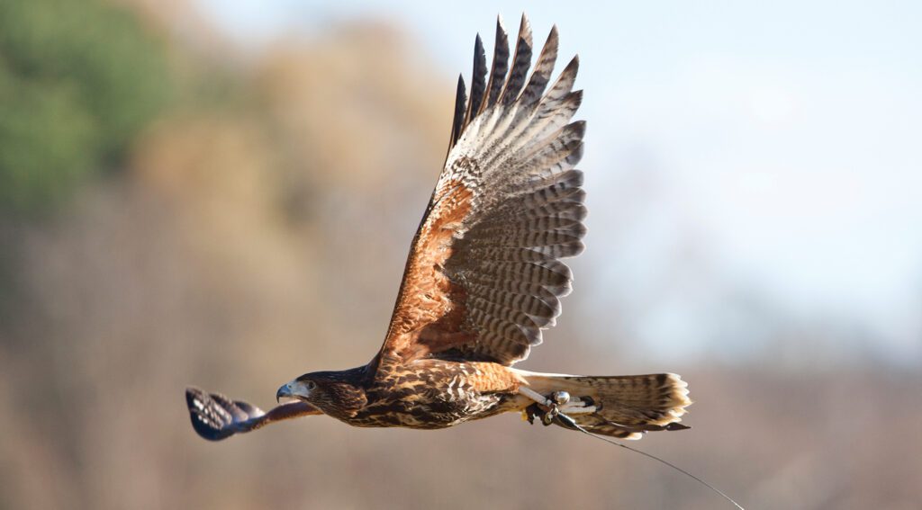 Hawk in Flight