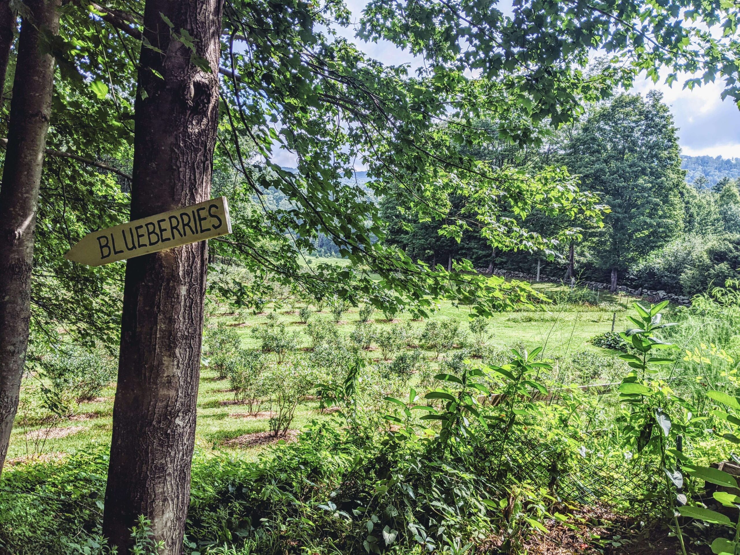 Clay Hill Corners Blueberries
