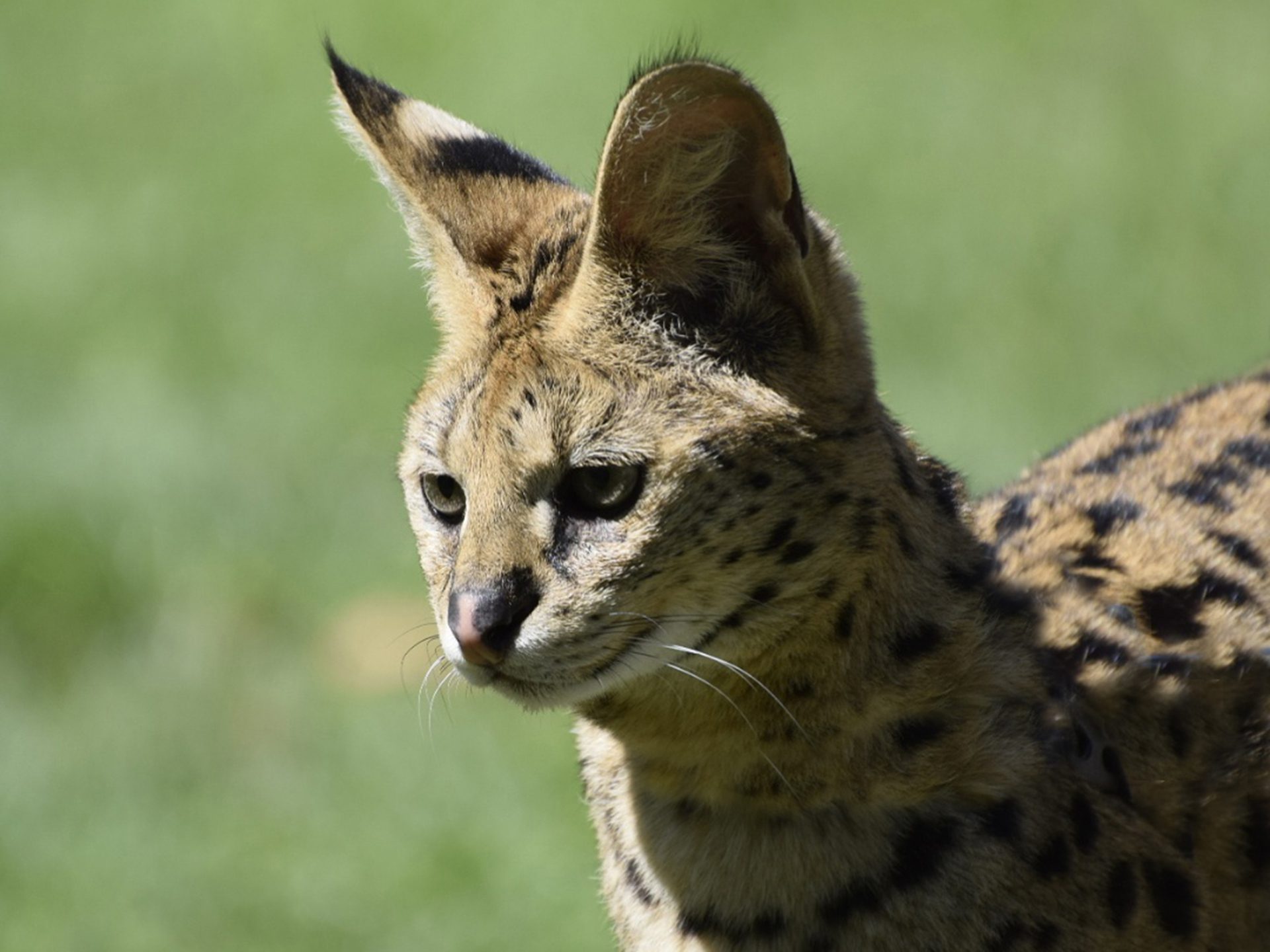 Special Event at VINS!