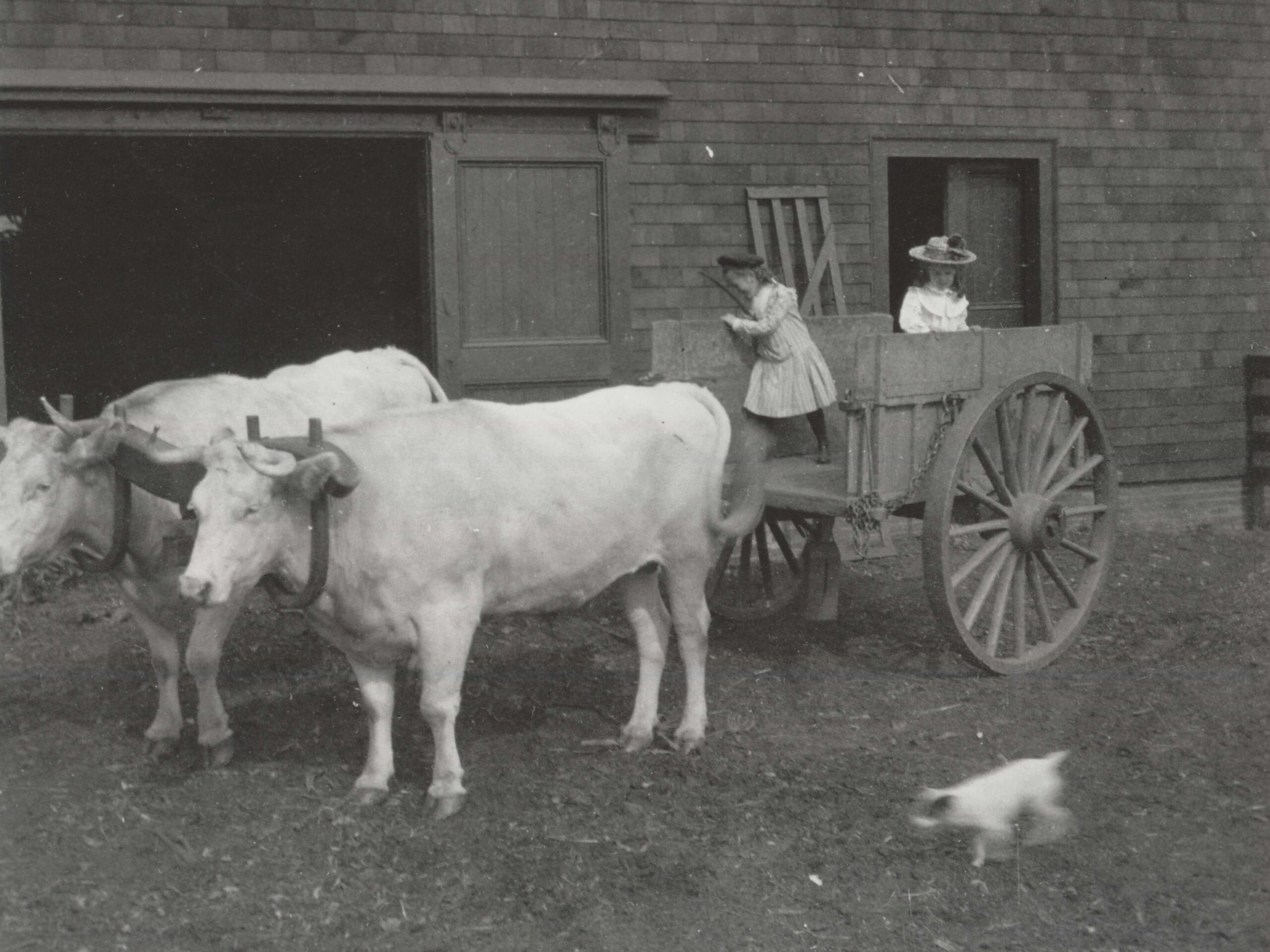 Oxen and children 1901 at Billings