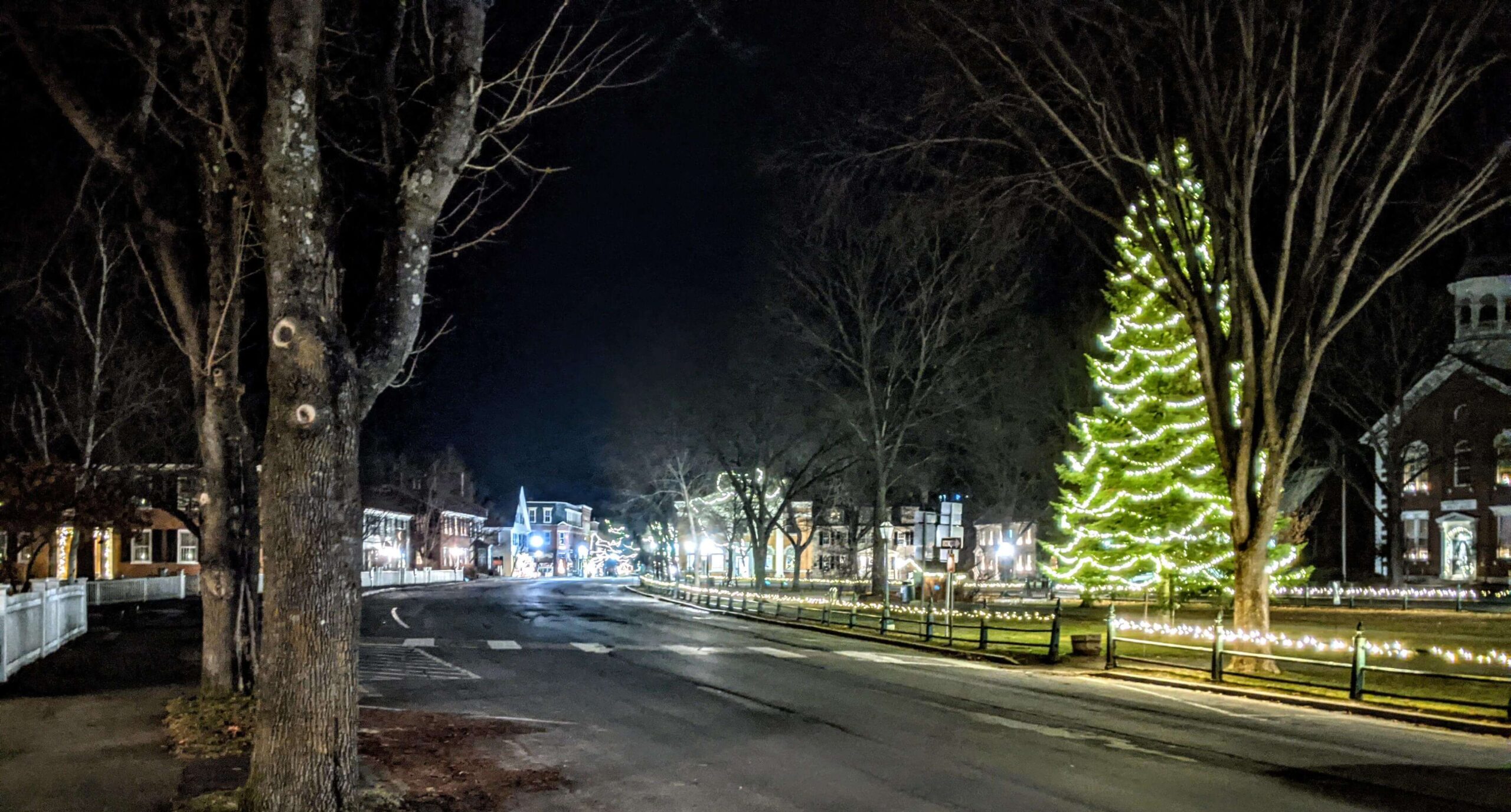 Memory Tree lit in Woodstock