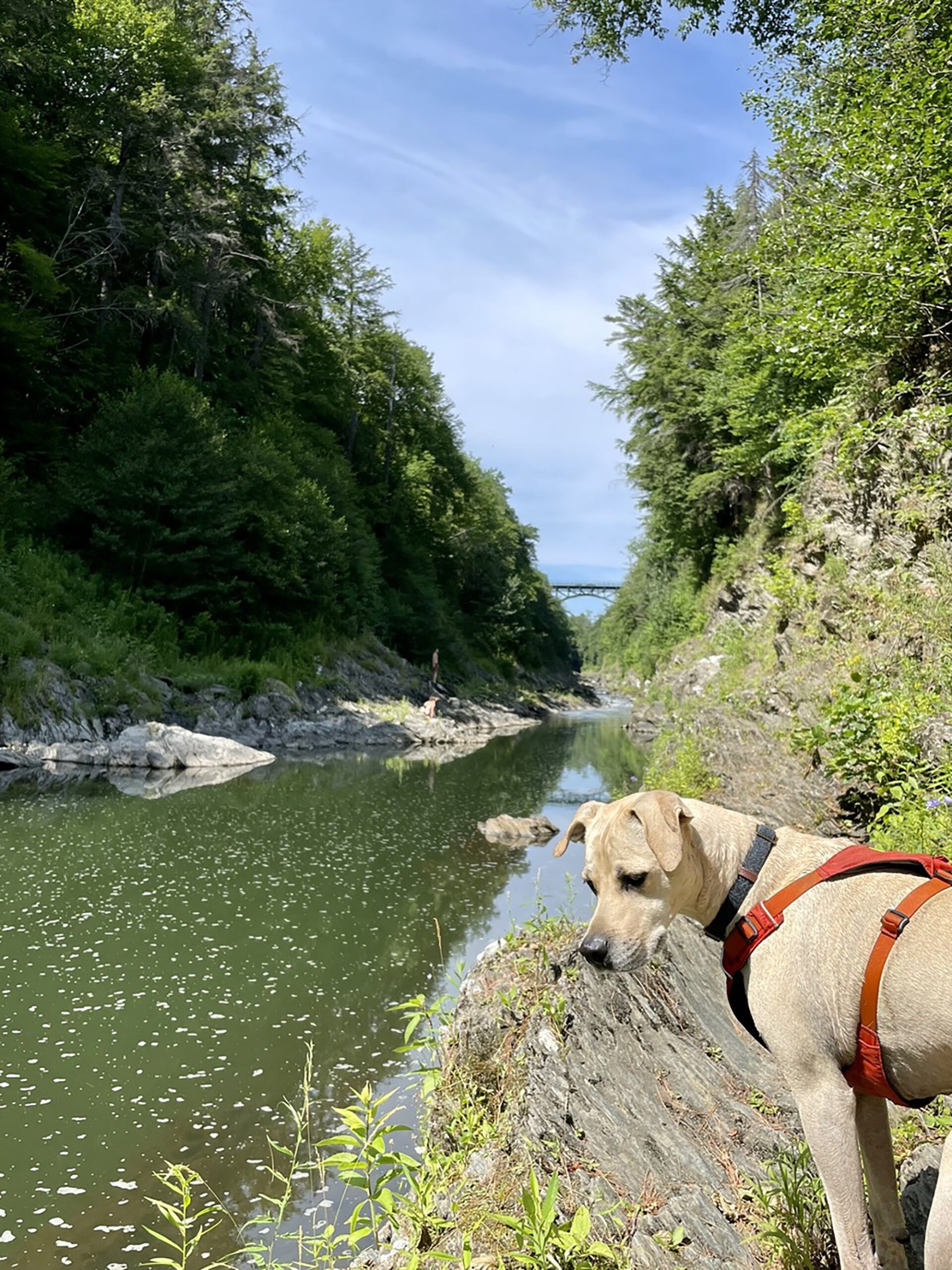 Quechee Gorge Dog Hikes