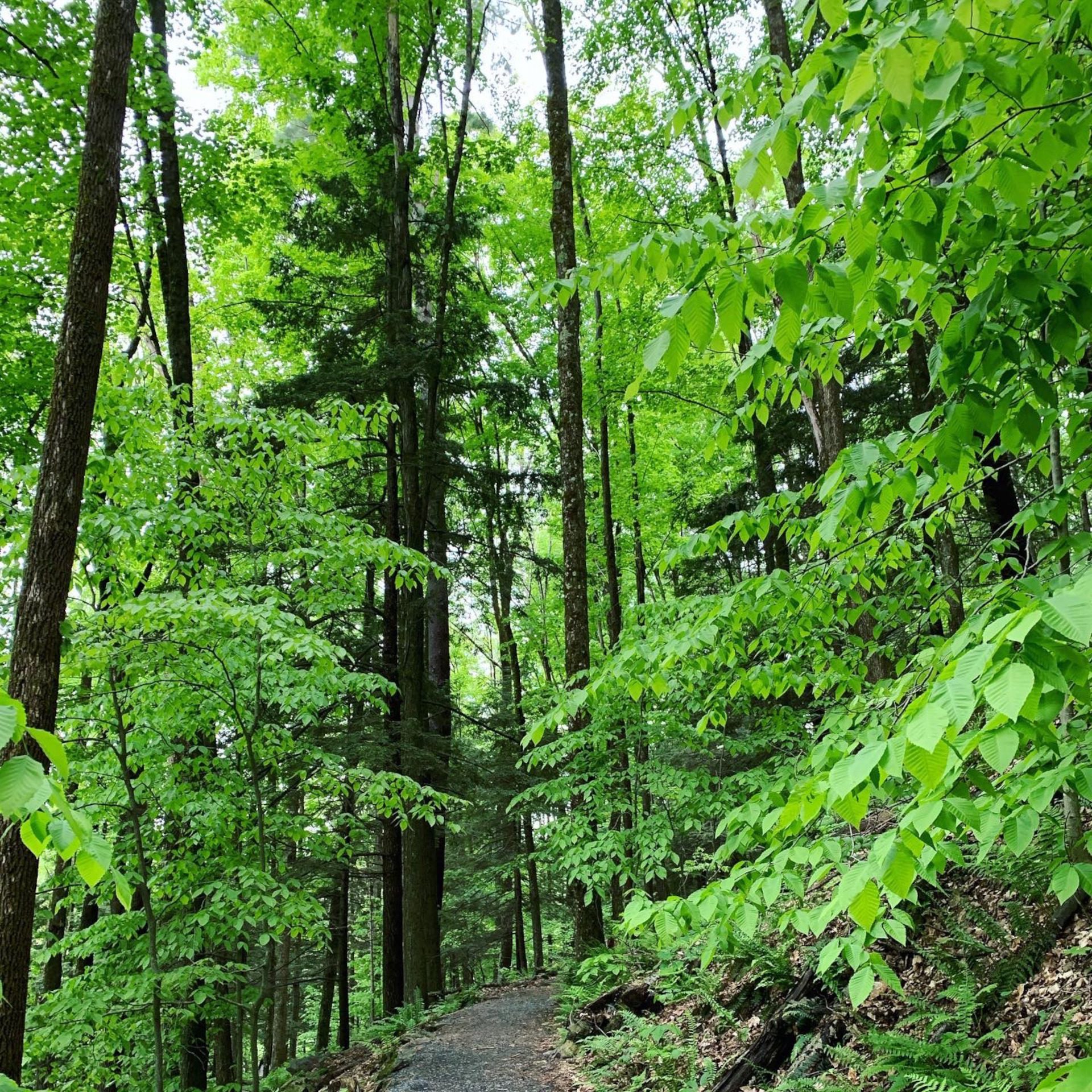 Mt. Tom Trail Summer Green