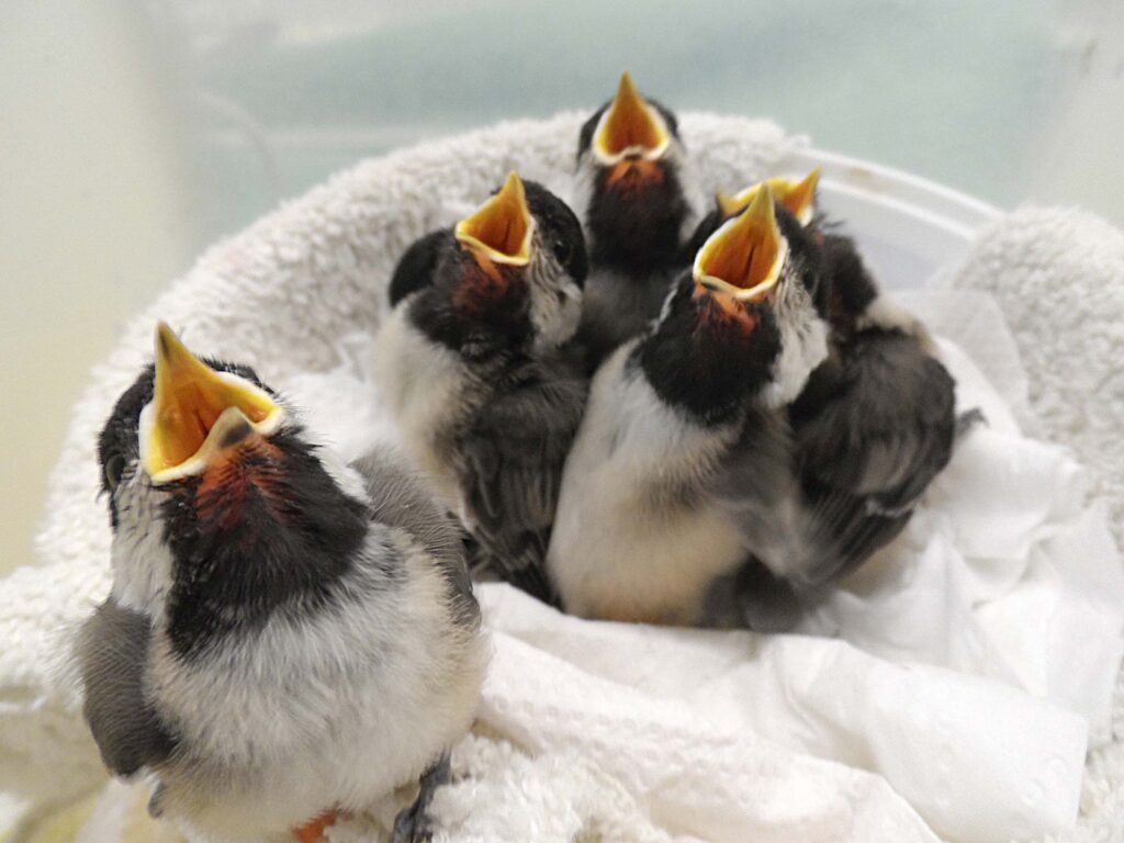 VINS Wild Bird Rehab