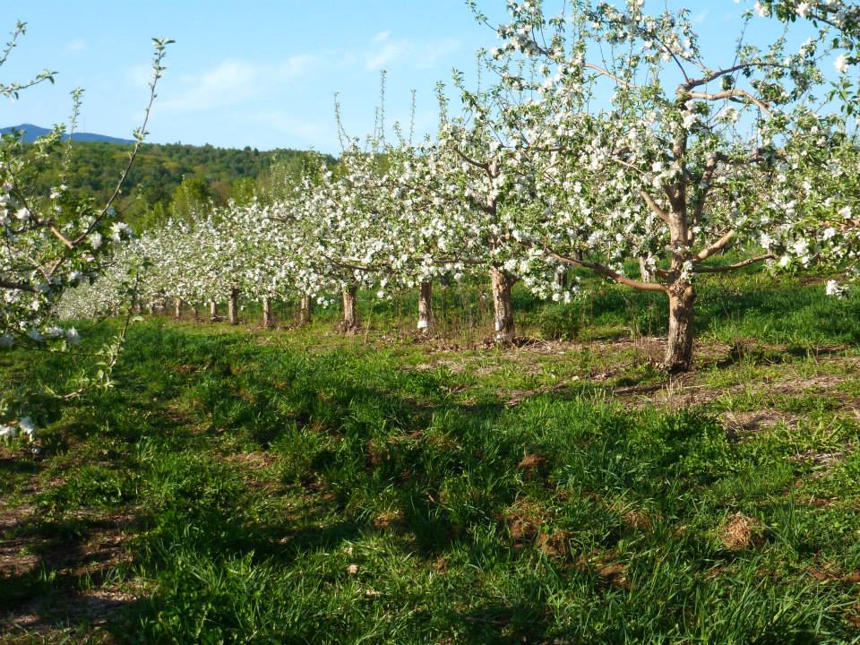 Trees Blossoming at Wellwood Orchard