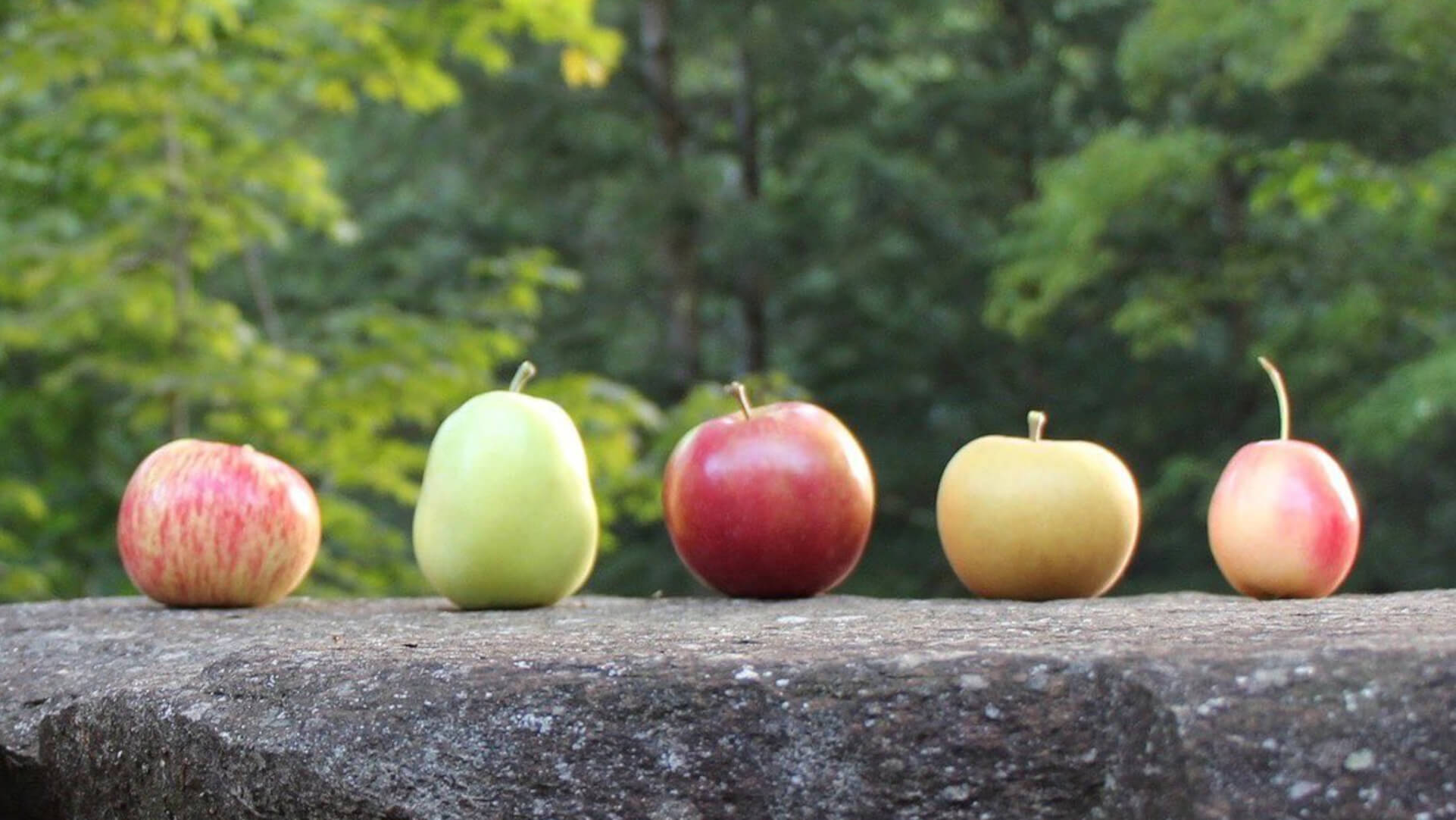 Whitman Brook Orchard apples