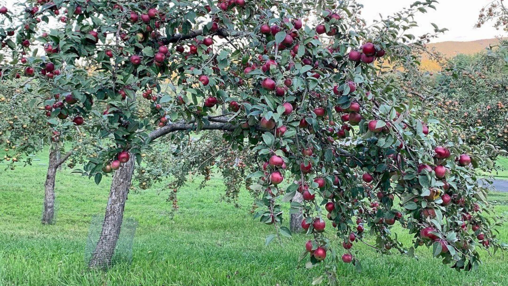 Whitman Brook Orchard apple tree