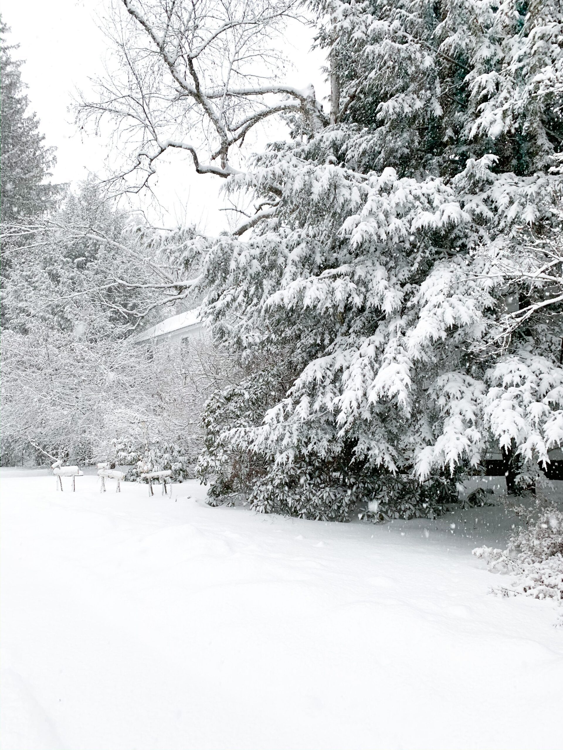 Winter Tree and Deer