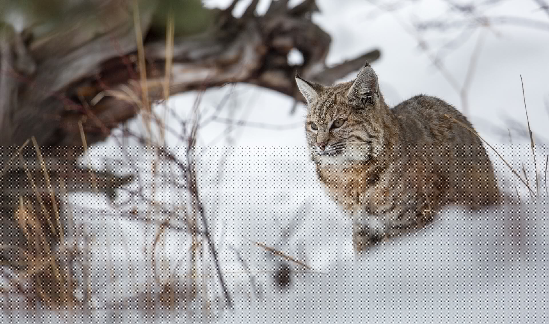 Bobcat