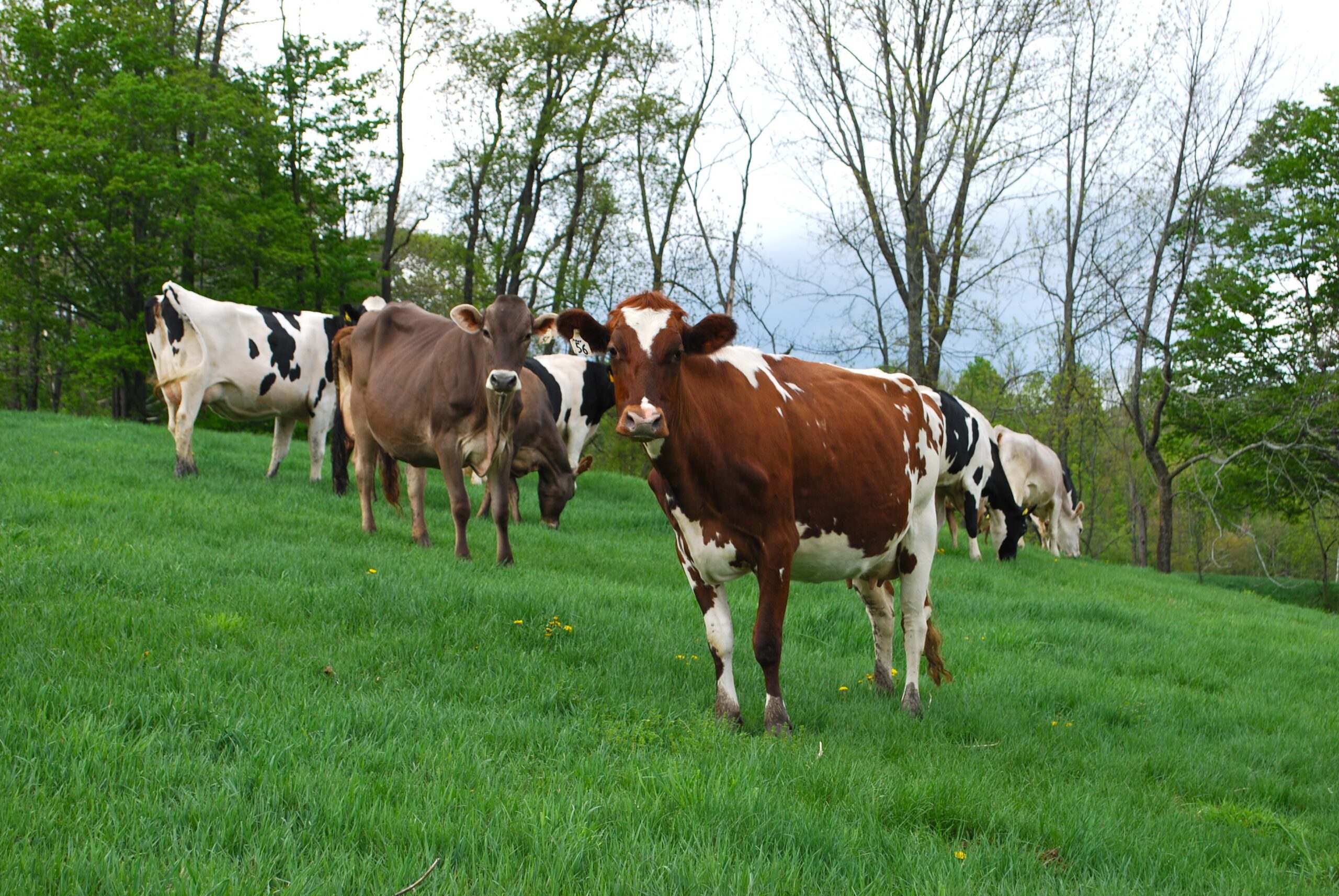 Vermont Farmstead Cheese Cows