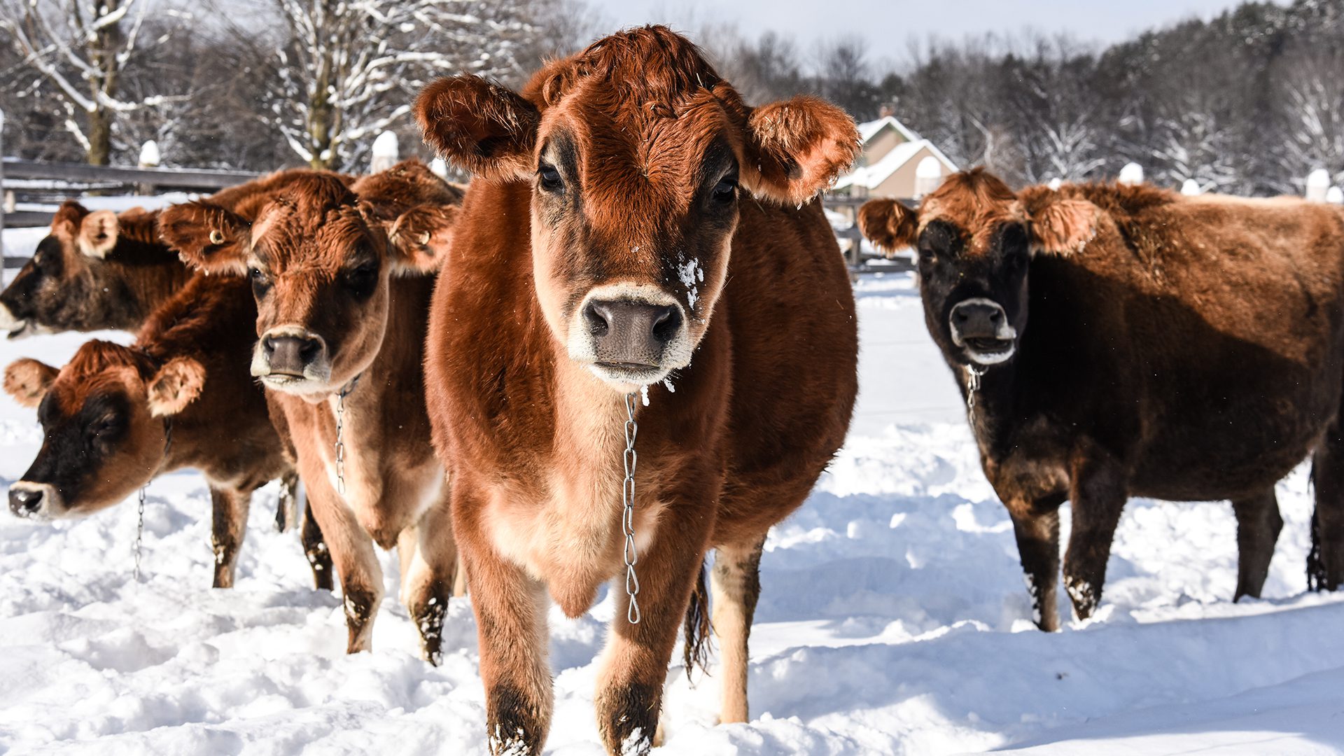 Billings Farm Cows